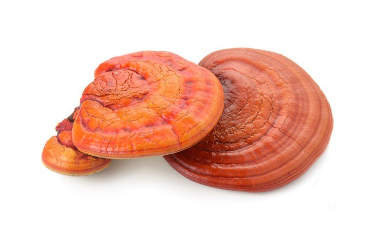 Reishi gljiva za dobar imunitet