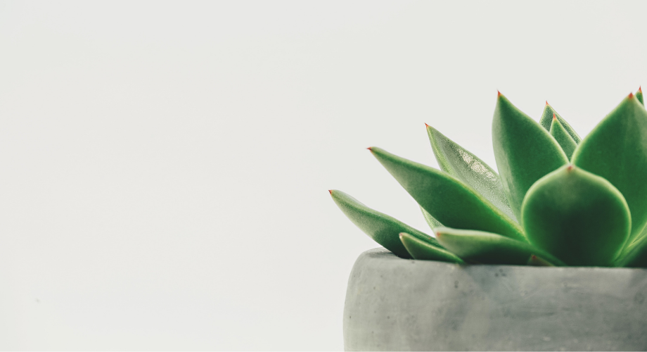 Aloe vera: učinkovita u regeneraciji kože nakon sunčanja