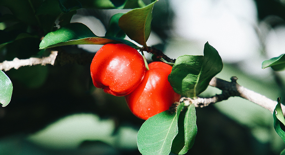 Acerola ili američka višnja sadrži najveću količinu vitamina C u prirodi